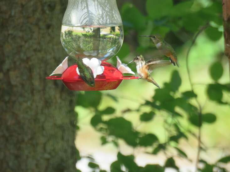 Three-Hummingbirds-at-Feeder